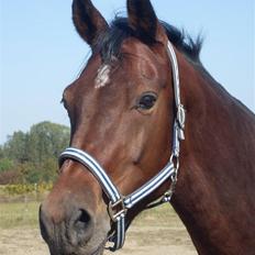 Dansk Varmblod Lancia skude 955