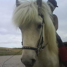 Islænder Pegasus fra klattrup