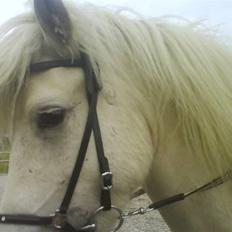 Islænder Pegasus fra klattrup