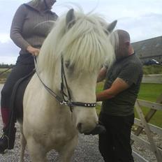 Islænder Pegasus fra klattrup