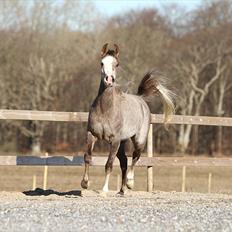 Arabisk fuldblod (OX) Wilejka