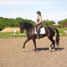 Hannoveraner Debbie 2004 SOLGT