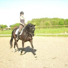 Hannoveraner Debbie 2004 SOLGT