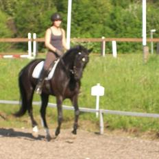Hannoveraner Debbie 2004 SOLGT