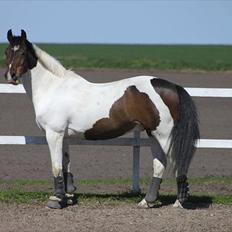 Pinto Solvangens Thais'son