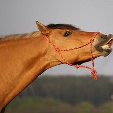 Anden særlig race Lady<3