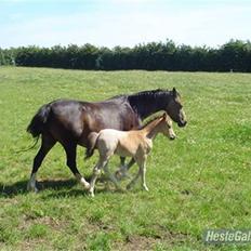 Knabstrupper Nørgaards Cariyon 