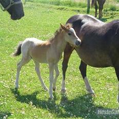 Knabstrupper Nørgaards Cariyon 