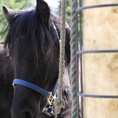 Anden særlig race Quattro´s Black Star-solg