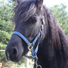 Anden særlig race Quattro´s Black Star-solg