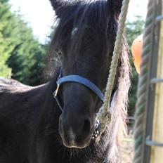 Anden særlig race Quattro´s Black Star-solg