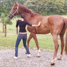 Trakehner Bristol "Brille"