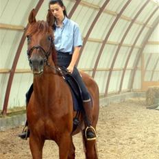 Trakehner Bristol "Brille"