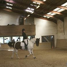 Pinto Solvangens Thais'son