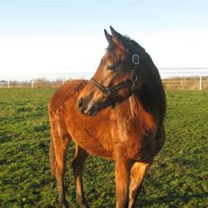 Dansk Varmblod Gram`s Victory