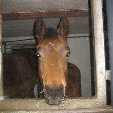 Dansk Varmblod Gram`s Victory