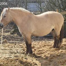 Fjordhest Sif Dybdal 1997 R.I.P 