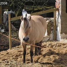 Fjordhest Sif Dybdal 1997 R.I.P 