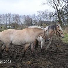 Fjordhest Sif Dybdal 1997 R.I.P 
