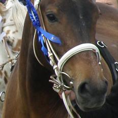 Knabstrupper Friis' Regina KNN 2394