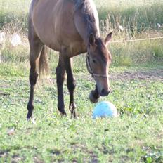 Knabstrupper Friis' Regina KNN 2394