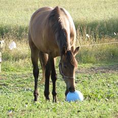 Knabstrupper Friis' Regina KNN 2394