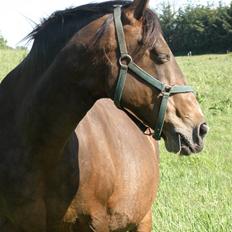 Anden særlig race Luna