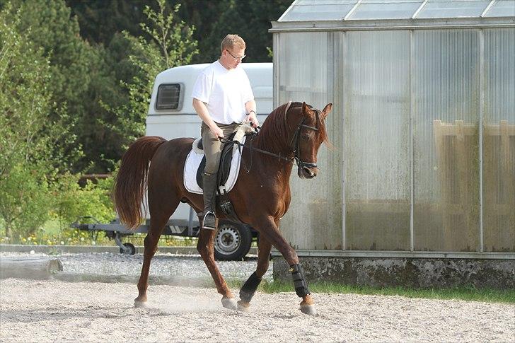 Arabisk fuldblod (OX) Wroclaw-AVLSHINGST- - Photo Simii - rytter Michael Brandt maj 2011 billede 8