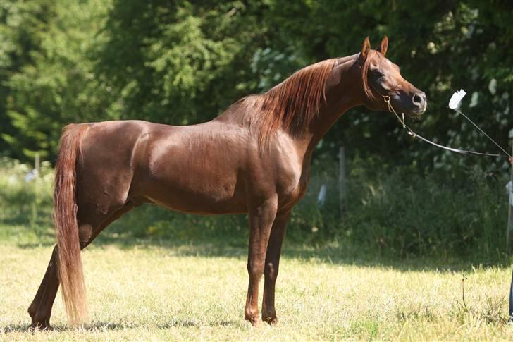 Arabisk fuldblod (OX) Wroclaw-AVLSHINGST- billede 14