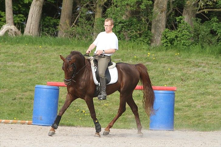Arabisk fuldblod (OX) Wroclaw-AVLSHINGST- - Photo Simii - rytter Michael Brandt maj 2011 billede 6