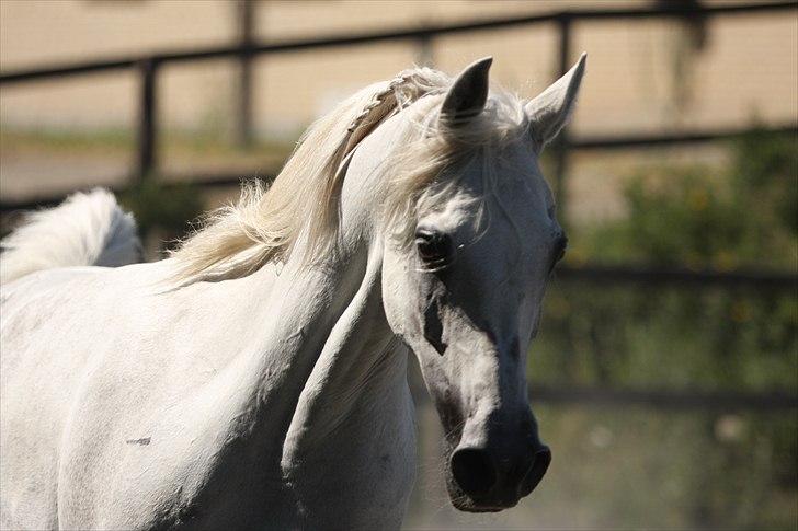 Arabisk fuldblod (OX) Gaysouna billede 1