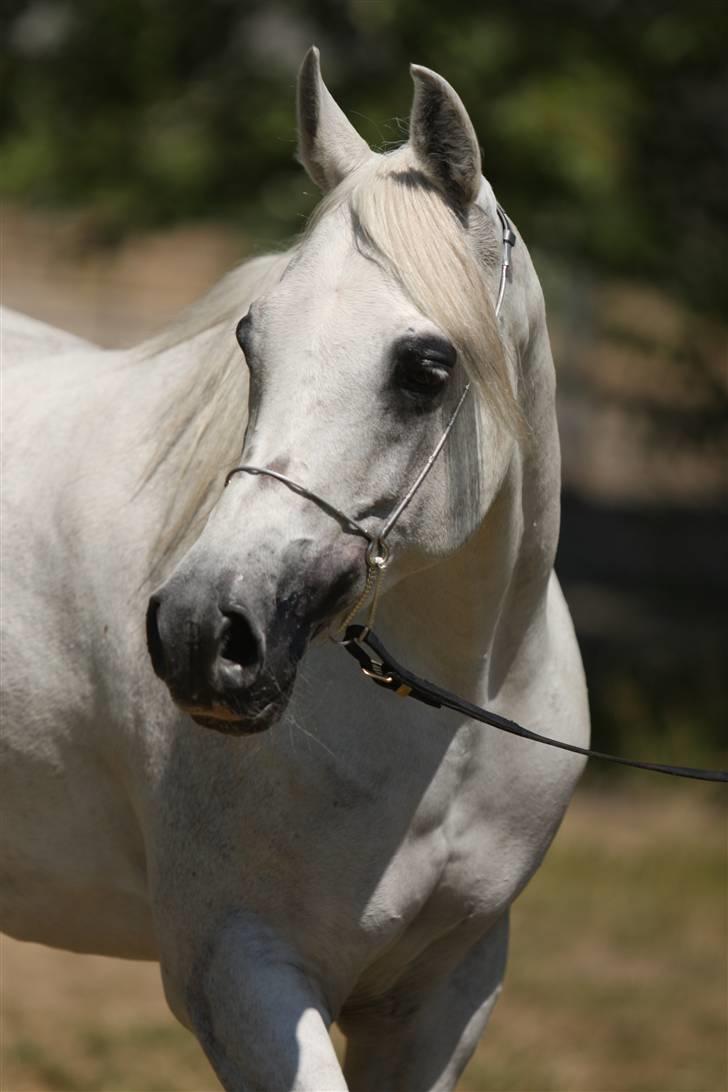 Arabisk fuldblod (OX) Gaysouna billede 3