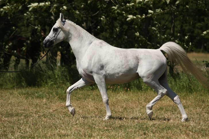 Arabisk fuldblod (OX) Gaysouna billede 5