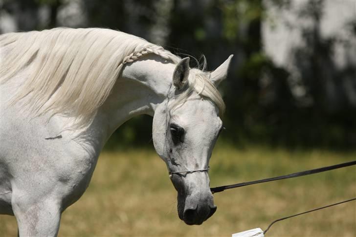 Arabisk fuldblod (OX) Gaysouna billede 6