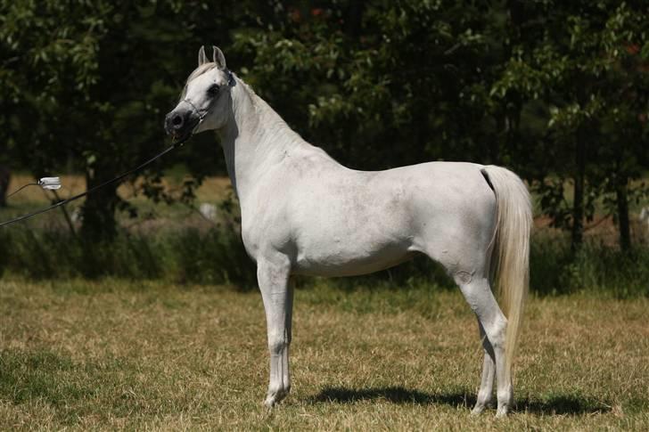 Arabisk fuldblod (OX) Gaysouna billede 7