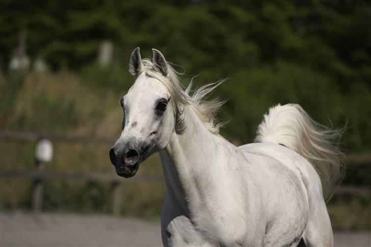 Arabisk fuldblod (OX) Gaysouna billede 9