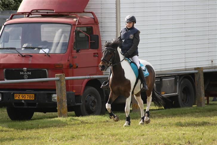 Anden særlig race Royal Rubin billede 9