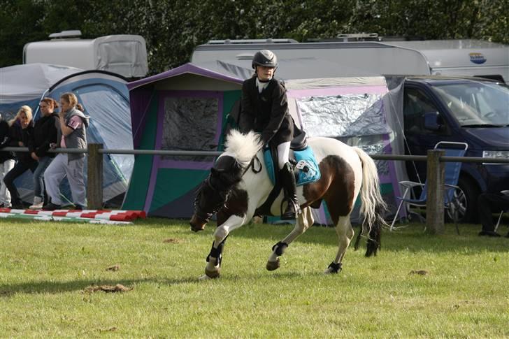 Anden særlig race Royal Rubin billede 12