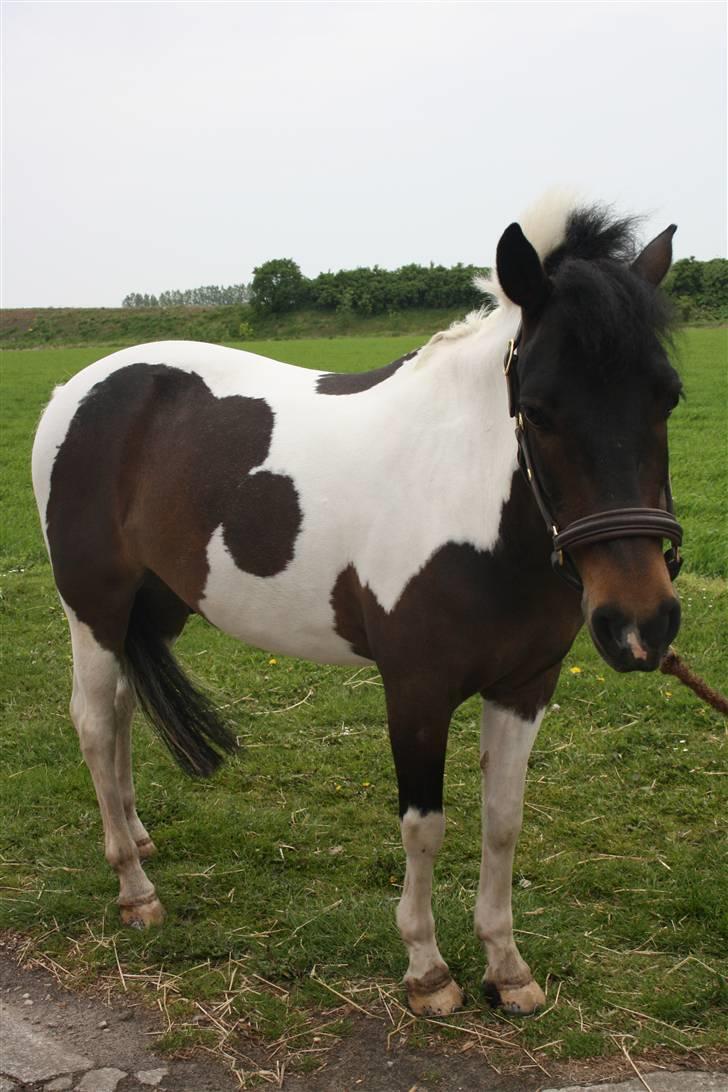 Anden særlig race Royal Rubin billede 13