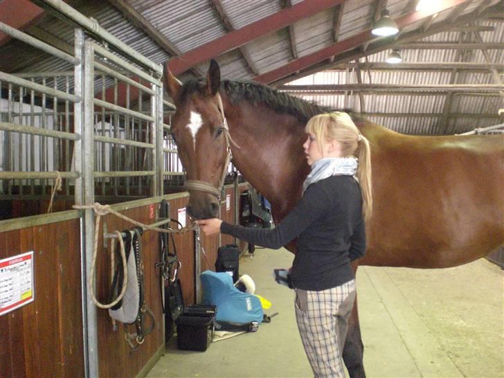 Dansk Varmblod  | Birkegårdens Chester - Hygge på staldgangen, sept. 2009 ... MÅ IKKE KOPIRES billede 3