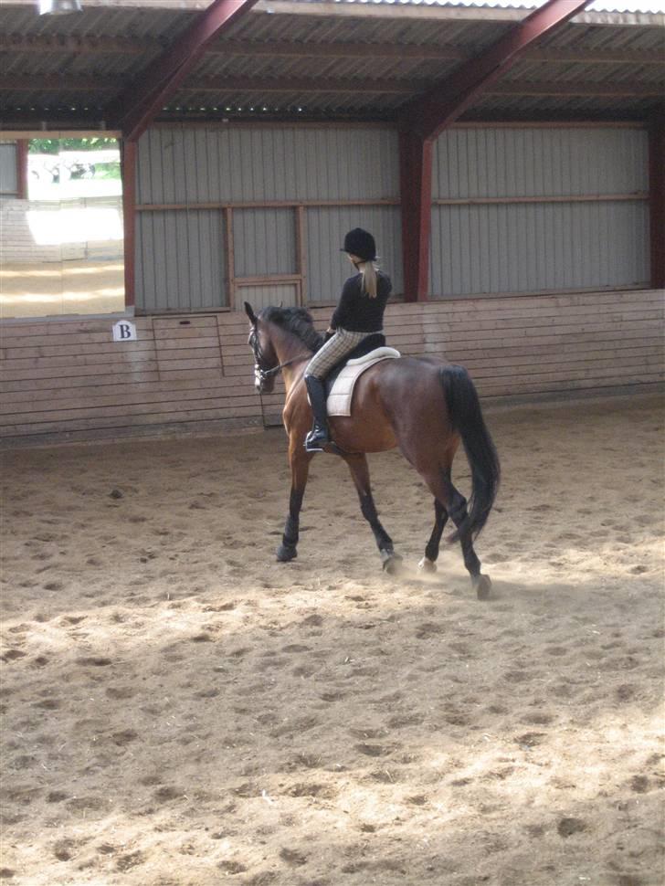 Dansk Varmblod  | Birkegårdens Chester - Dressur 2009... MÅ IKKE KOPIRES billede 6