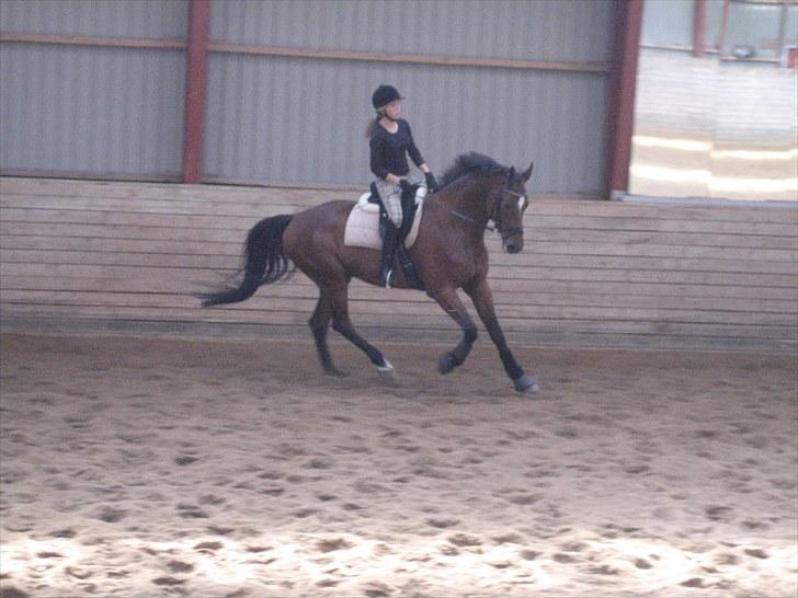 Dansk Varmblod  | Birkegårdens Chester - Dressur 2009 ... MÅ IKKE KOPIRES billede 7