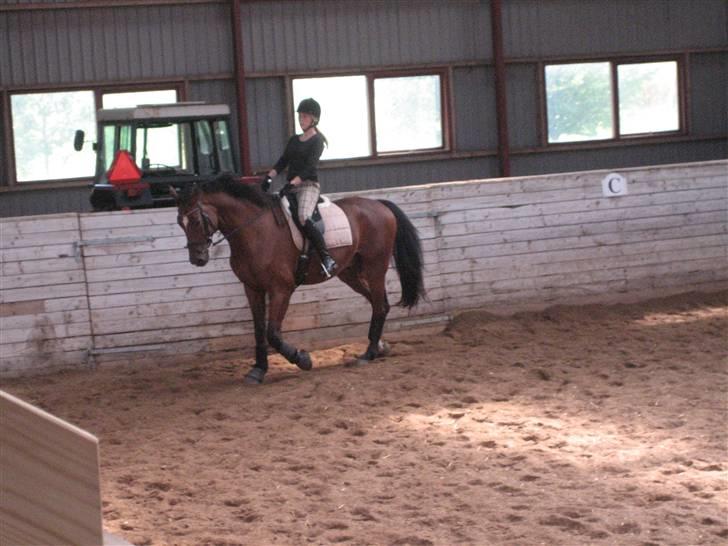 Dansk Varmblod  | Birkegårdens Chester - Dressur 2009 ... MÅ IKKE KOPIRES billede 8