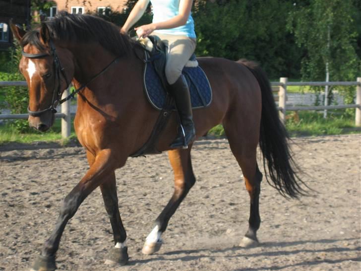 Dansk Varmblod  | Birkegårdens Chester - Springdressur 2009 ... MÅ IKKE KOPIRES billede 2