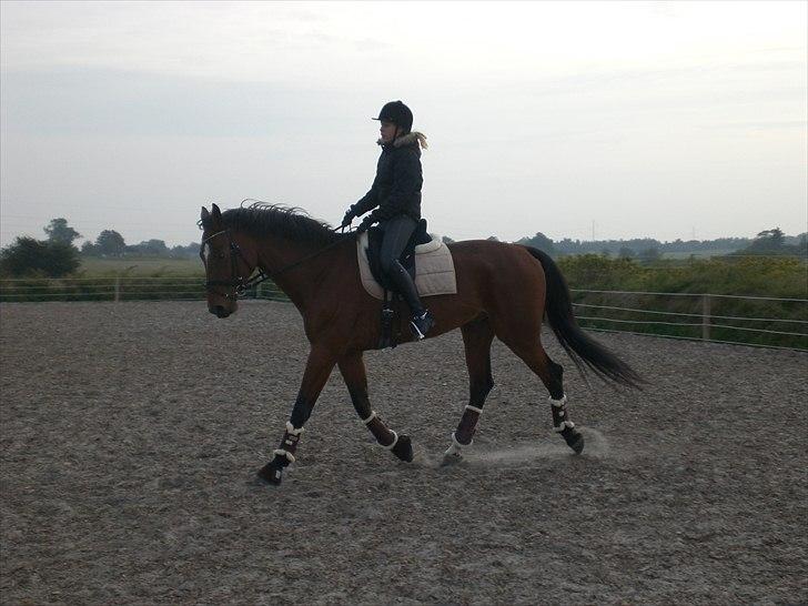 Dansk Varmblod  | Birkegårdens Chester - Dressur okt. 2010... MÅ IKKE KOPIRES billede 16