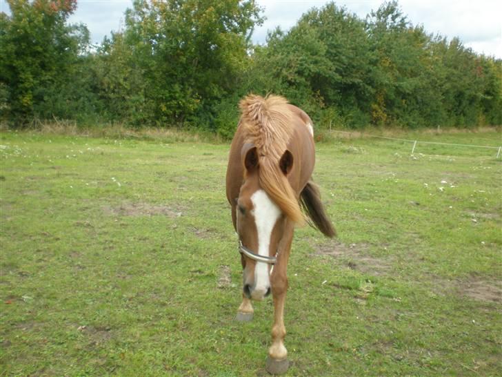 New Forest Kantje's ultravox (taget) - dejligt at være på fold :D...<33 billede 5