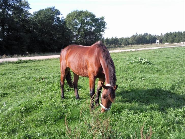 Anden særlig race Lotte R.I.P 19/10  - Mmm græs ;)  billede 5