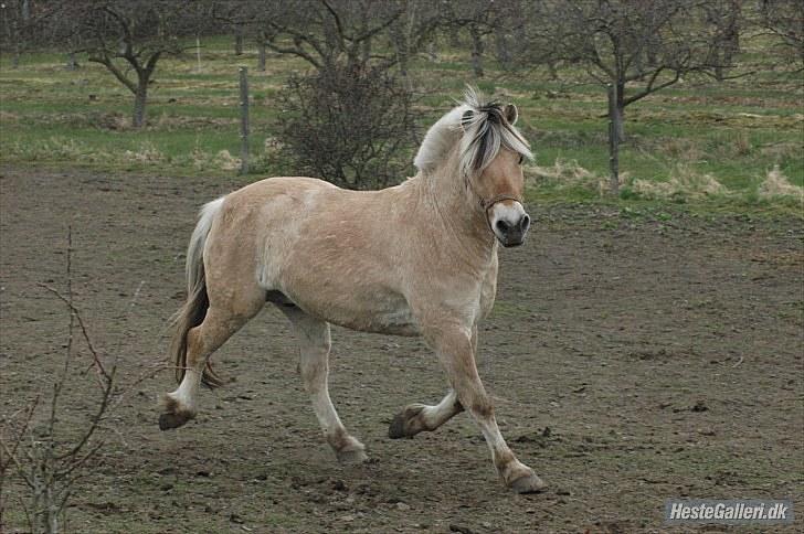 Fjordhest Aslaug *STJERNE* - Tak fordi du kiggede forbi | Aslaug på folden APRIL 2010 *Foto: Ida* billede 20