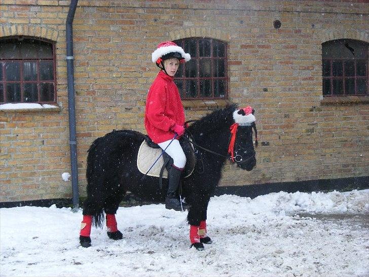 Shetlænder Dixie billede 16