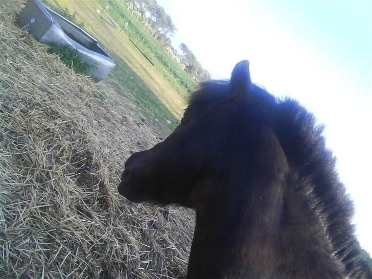 Shetlænder Dixie billede 5